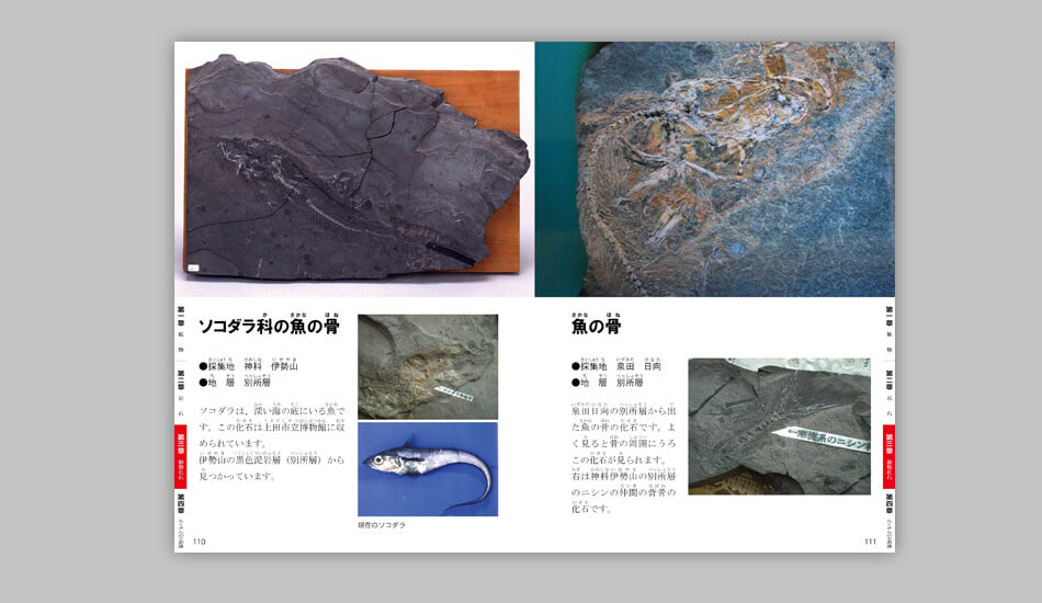 上田地域の鉱物・岩石・化石